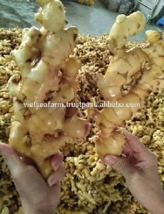 Fresh Ginger for essential oil extract