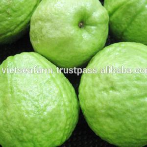 Supply Fresh Guava From Vietnam