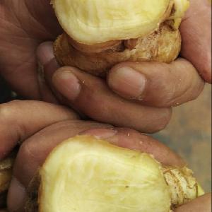 Hot sale high quality market price for Fresh ginger