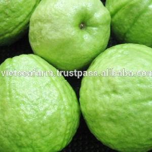 Exporting Fresh Guava from Vietnam with Best Price for exporting 2020