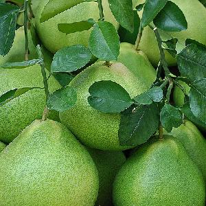 Fresh Green/Yellow  Sweet   Pomelo  with the Best Price