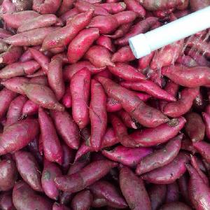 Exporting sweet potato with high quality, best price from Viet Nam