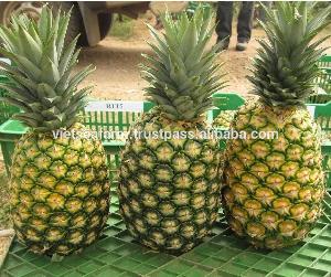 Fresh Pineapple from Vietnam- Cheap Price
