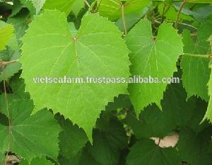 Natural Grape leaves - High Quality
