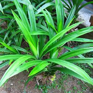 Pandanus leaves from Vietnam - Best flavoring for your food - High quality