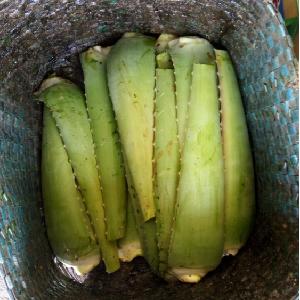 Hot!!! LOWEST Price  -  Aloe   Vera  Leaf from Viet Nam