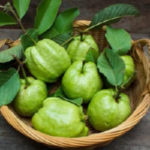 The Fresh Guava with LOWEST Price in VietNam