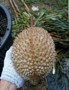 Malaysia Premium Fresh Musang King Durian D197