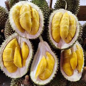 Premium High Hill Fresh Musang King Durian D197 From Malaysia