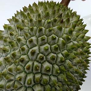  Wholesale   Malaysia  Premium Whole FROZEN MUSANG KING Durian d197
