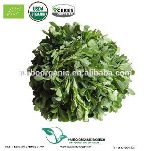Organic alfalfa grass powder / alfalfa extract powder