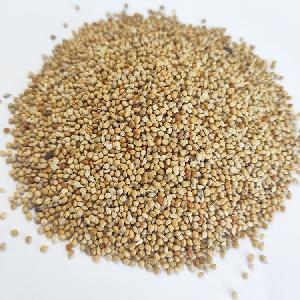 New Crop Chinese yellow millet seeds in husk Low price yellow millet