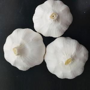 Wholesale China new crop white garlic fresh garlic price