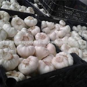 Garlic/Indian Garlic/Fresh White Garlic 2020!