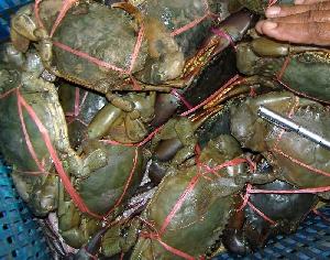 Fresh  Live   Crab / Live  Mud  Crab / Live  Seafood!