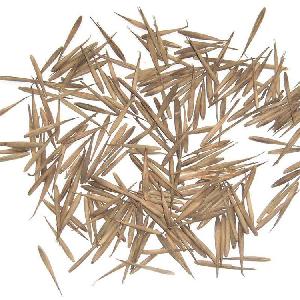 Phyllostachys Edulis Chinese High Germination Rate Moso Bamboo Seeds