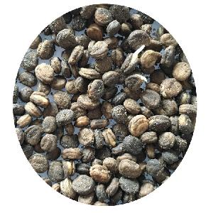 Stratified hardy Panax Ginseng seeds Korea Ginseng Seeds
