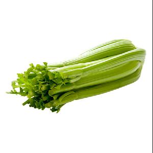 Factory Supply Top Grade F1 Hybrid France Queen Celery/Apium Graveolens Seeds for Base and Greenhouse Planting