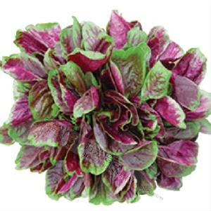 Chinese  Hybrid   Vegetable   Seeds  red Amaranth  Seeds 