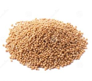 Factory Supply Brassica Juncea/Chinese Mustard/Vegetable Mustard Seeds for planting and wasabi Yellow Mustard Sauce