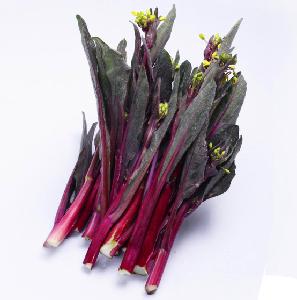 Four season  Red   Chinese   cabbage  flower seeds  Chinese  four season  red  pak choi flower seeds for growing