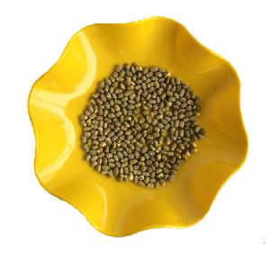 Factory Supply Export Quality Standard Freeze Dried Mung Bean/Vigna Radiata/Green Gram