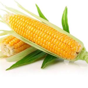 Excellent Tasting F1hybrid Yellow  Sweet   Corn   Seed s for growing
