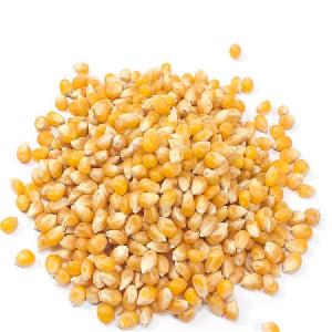  Hybrid  Yellow Sweet Waxy  Corn   Seed s Maize  Seed s For Planting
