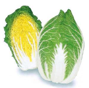 Yellow inside prickle Chinese leaf vegetable bakchoy pakchoy Chinese cabbage seeds