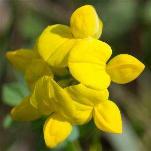 Landscape Lotus Corniculatus Flower seeds/Crowtoe Flower Seeds For Planting