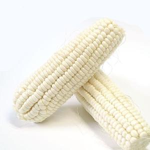 Factory Supply White Sweet Fresh Crispy Good Smell Waxy Corn Seeds for Planting