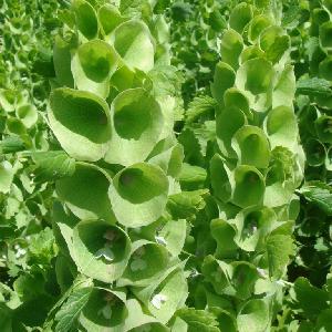Factory Supply Cut Flower Moluccella Laevis Seeds/Shell Flower Seeds for Planting