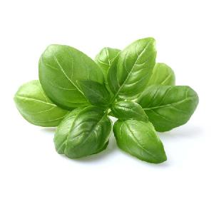 Wholesale High Quality Great Sweet Basil Seeds