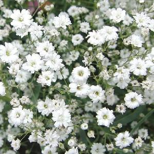 Factory Supply  Cut  Flower Seeds White and Pink Colour Gypsophila Elegans Seeds for Planting