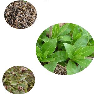 Cang Zhu Chinese Traditional Herb Atractylodes Lancea Seeds