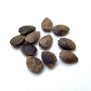 King of Juice Bai Xiang Guo Passiflora Edulis Fruit Seeds for Growing