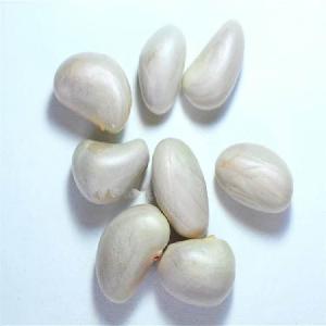 High Yield Jackfruit fruit Seeds /artocarpus heterophyllus seeds/Nangka seeds For planting