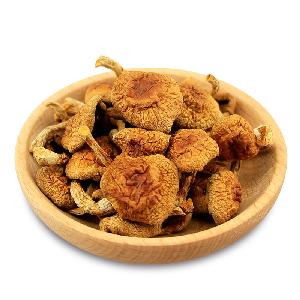 Best selling  nutritious   food  hazelnut mushroom