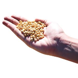 Top Quality Natural and Organic Yellow Soybean