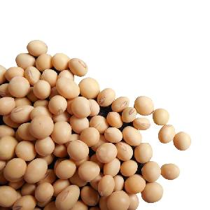 Organic Yellow Soybean  Agriculture Products Soy Beans
