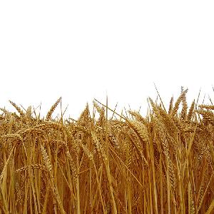 Best Quality Wheat Grain for Sale at Cheap Price
