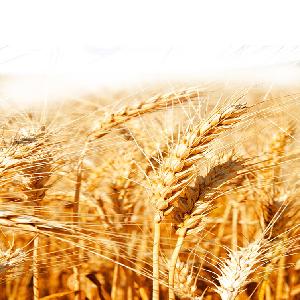 Best Quality Human Consumption Animal  Feed   Wheat   Grain 