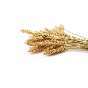 Wholesale Cheap Human Consumption Wheat Grain Animal Feed