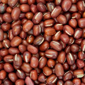 Red Adzuki Bean