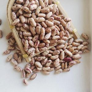 Light Speckled Kidney Beans Sugar Bean from South Africa