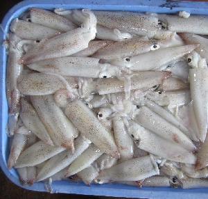 wholesale  products   frozen  squid price for sale