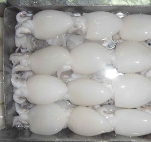  FROZEN  WHOLE CLEANED CUTTLEFISH FROM  USA /SOUTH AFRICA