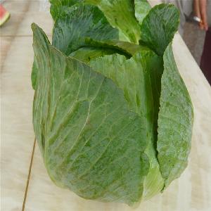 Fresh green cabbage from new crop of 2017 export standard