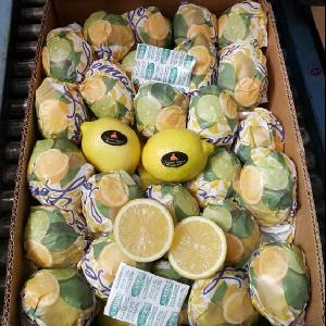 Fresh Citrus Fruits /Yellow Lemon & Green Lime, yellow Eureka fresh