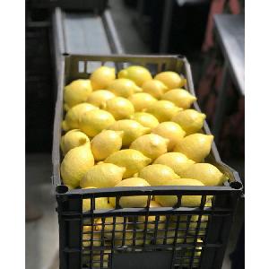 Bulk Citrus Fruits /Yellow Lemon and Green Lime/ Yellow Eureka Fresh for sale